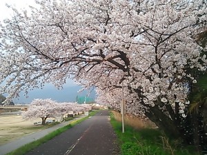 桜前線